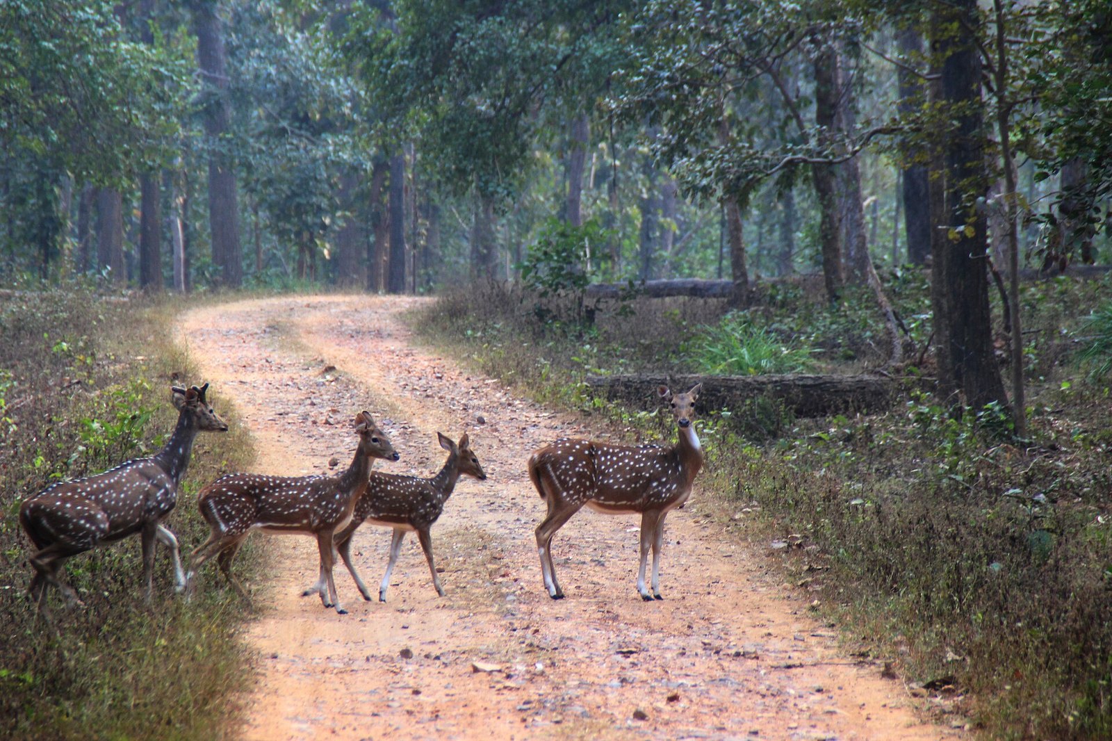 गौरेला-पेंड्रा सराफा संघ: रॉबिन सोनी अध्यक्ष चुने गए