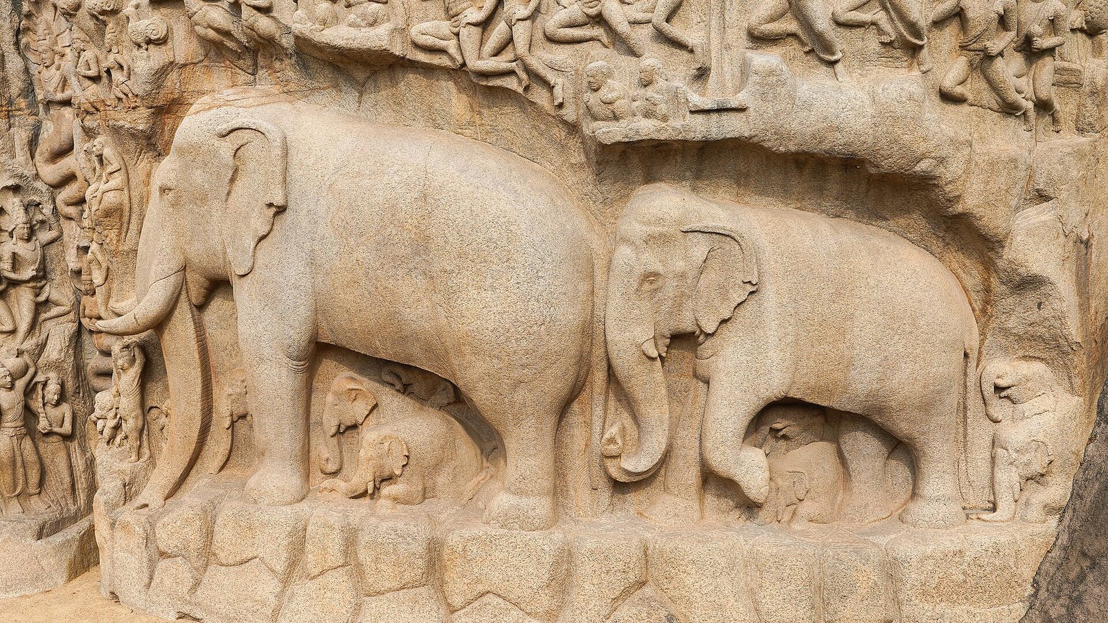 कोरबा में 50 हाथियों का डेरा, घर तोड़ा, फसल रौंदी